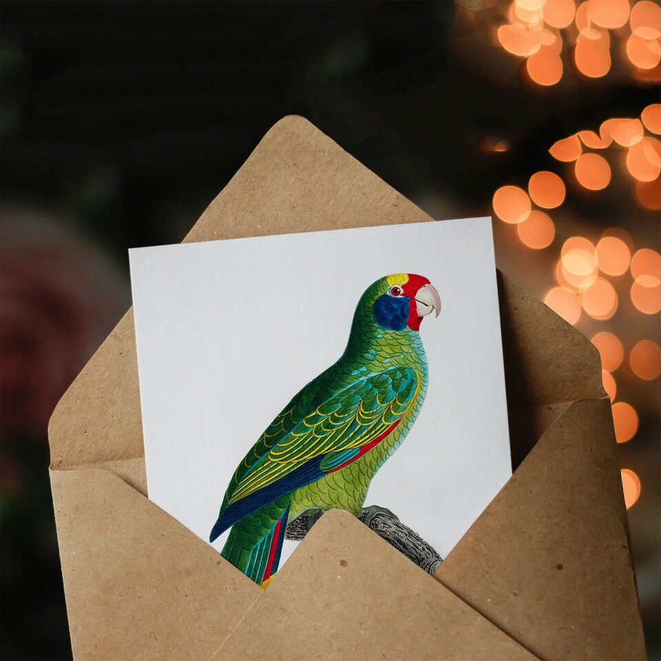 image 1 of Francois Levaillant Art Card Red And Blue Amazon Parrot