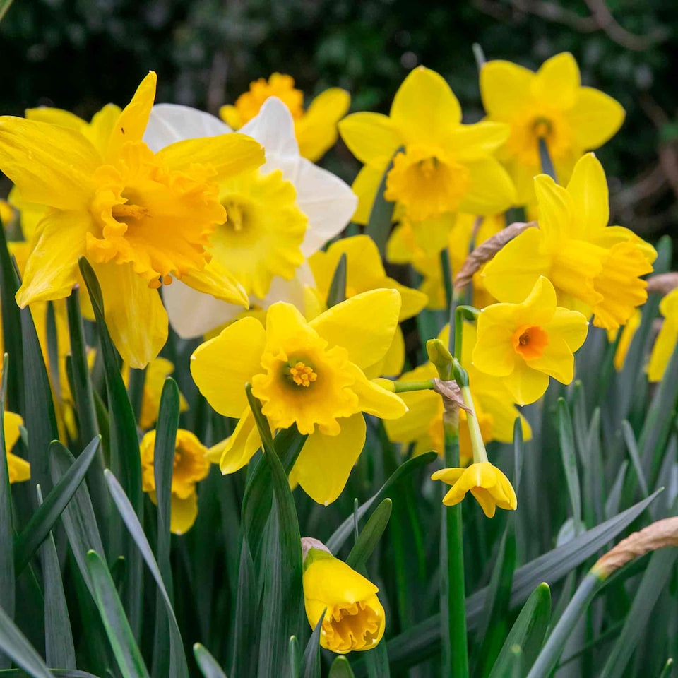 image 1 of Marshalls Garden Daffodil Bulbs Mix Yellow Shades 100 bulbs