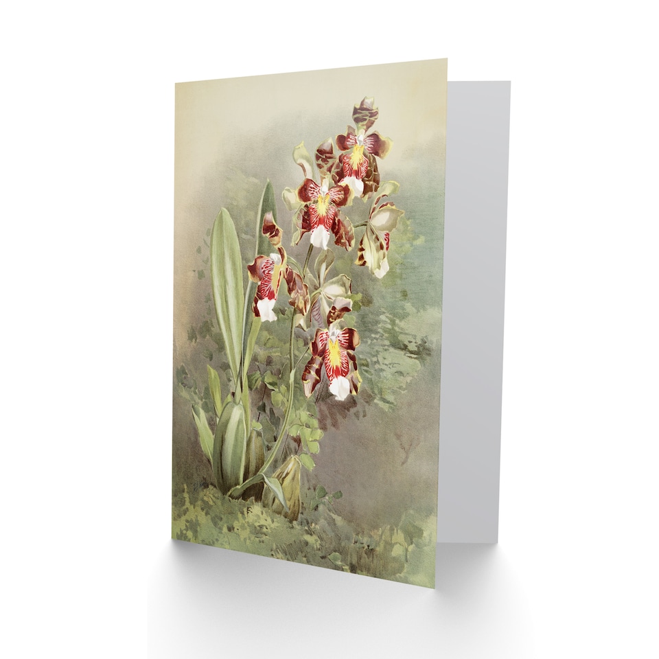 image 1 of Frederick Sander Odontoglossum Harryanum Orchid Art Greeting Card
