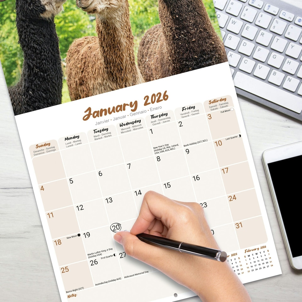 image 1 of Alpacas 2026 Calendar | Square Wall Calendar | Animal Gift | Plastic Free Packaging | by Avonside Publishing