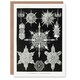 image 1 of Ernst Haeckel Art Card Acanthophracta Black White Marine Life