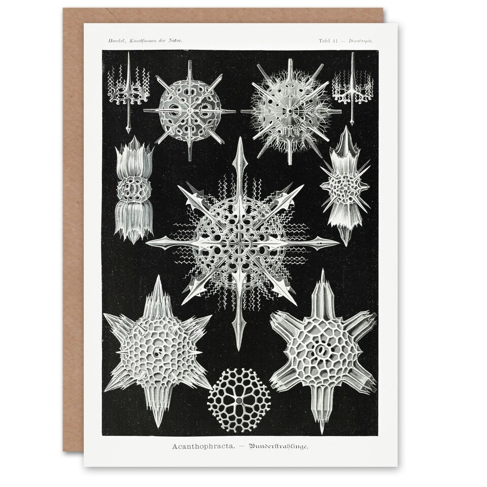 image 1 of Ernst Haeckel Art Card Acanthophracta Black White Marine Life