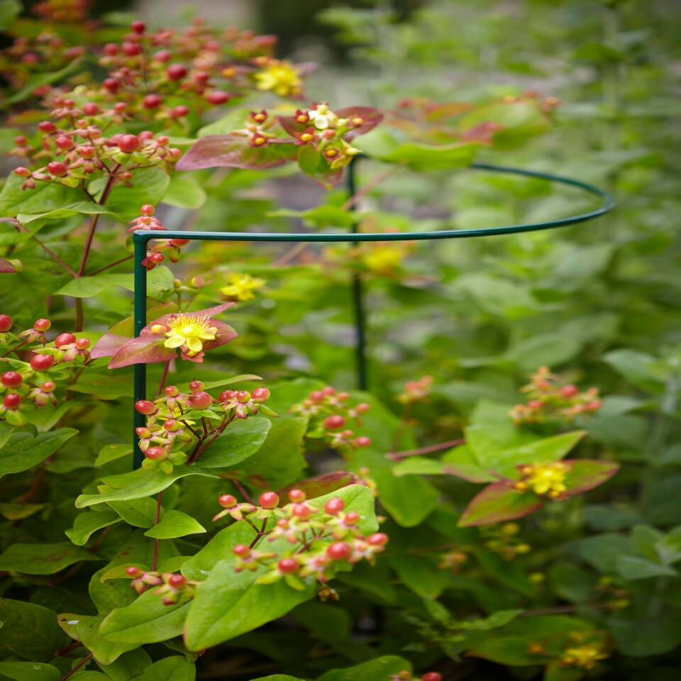 image 1 of Pack of 3 Tom Chambers Urban Metal Green Herbaceous Garden Plant Support Arc 20cm x 60cm - Small