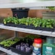 image 10 of Grow It Wooden Growhouse Dove Grey | Grey | Dove Grey | 1 x Growhouse | 1