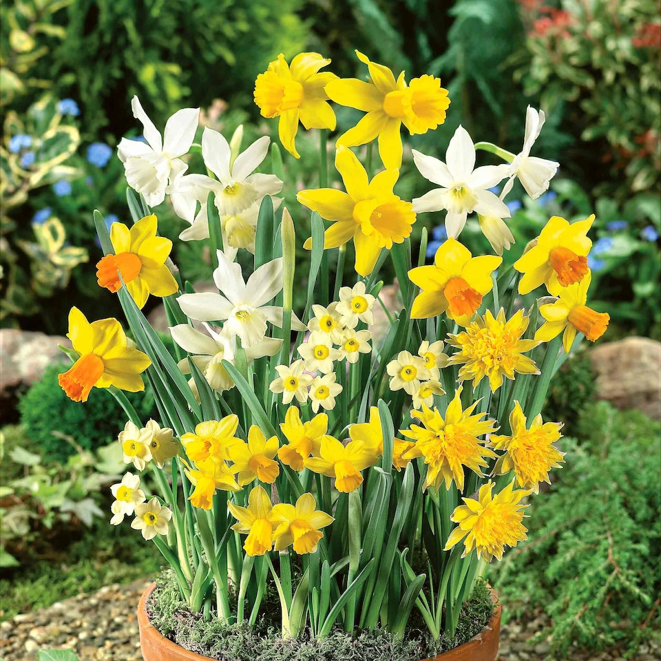 image 1 of Marshalls Garden Dwarf Daffodil Bulbs - Species Mix (25 bulbs)