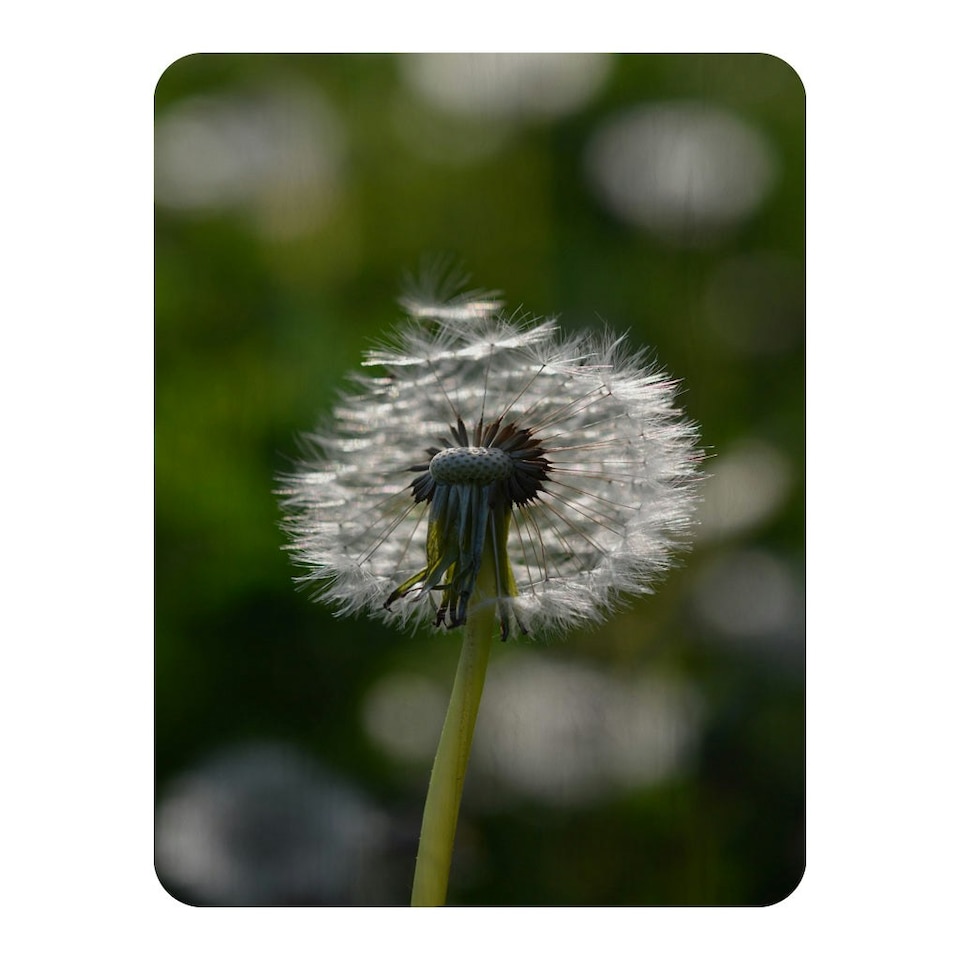 image 1 of Seedhead of a Dandelion in spring, on a field close up flower head, fluffy flower (Blanket)