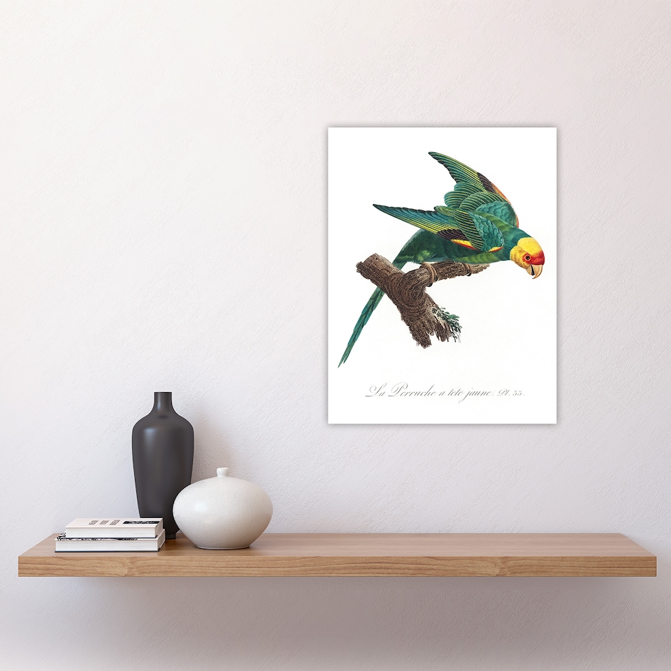 image 1 of The Yellow Crowned Parakeet Levaillant Wall Art Poster Print 12X16"