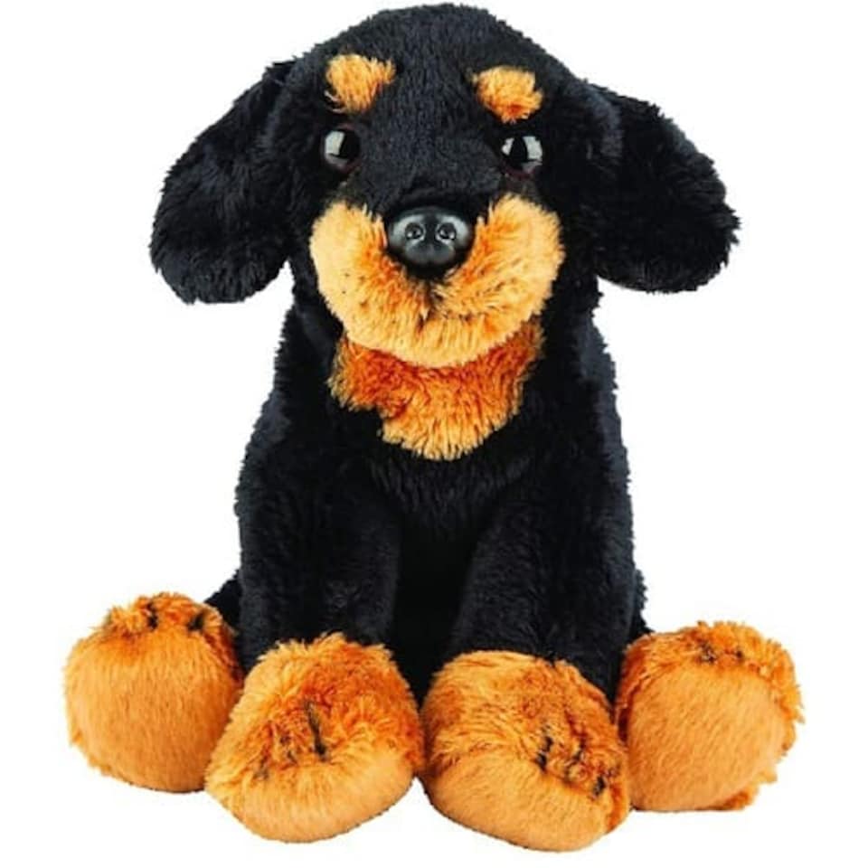 Black Dachshund Small Sitting