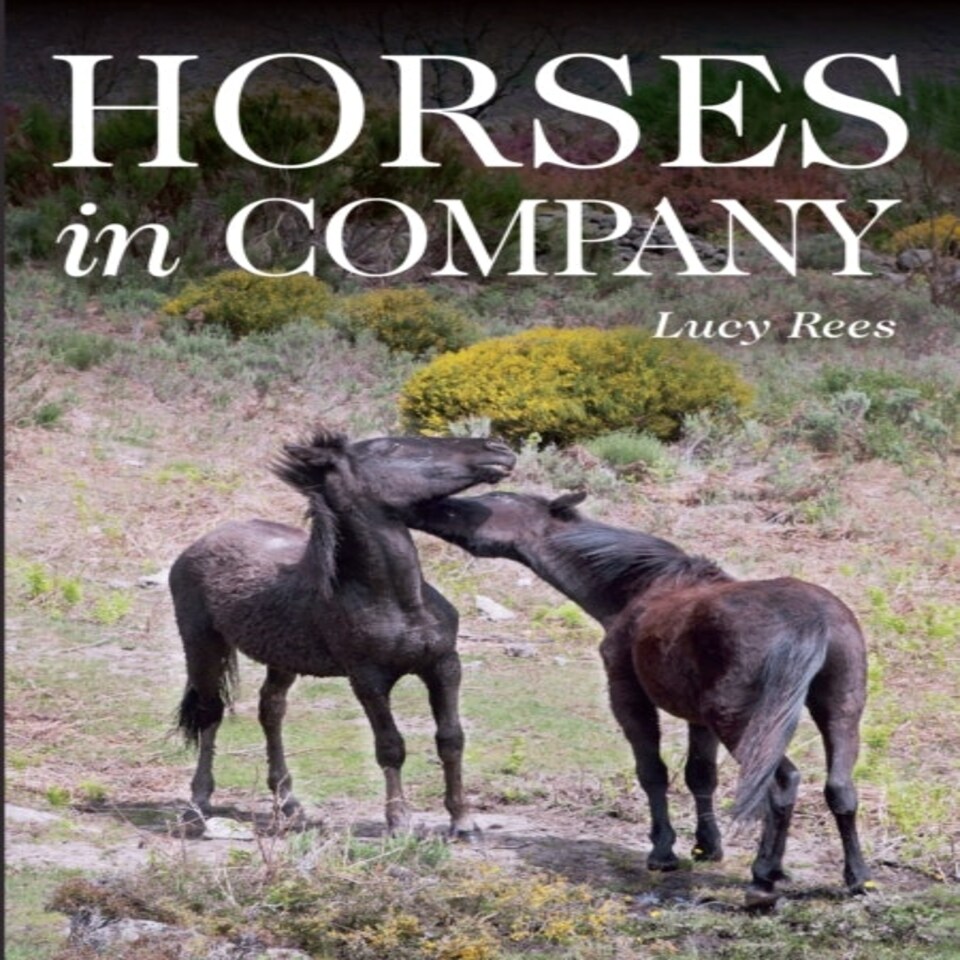 Horses In Company