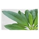 image 1 of Collection Of Green Leaves On White Kitchen Towel