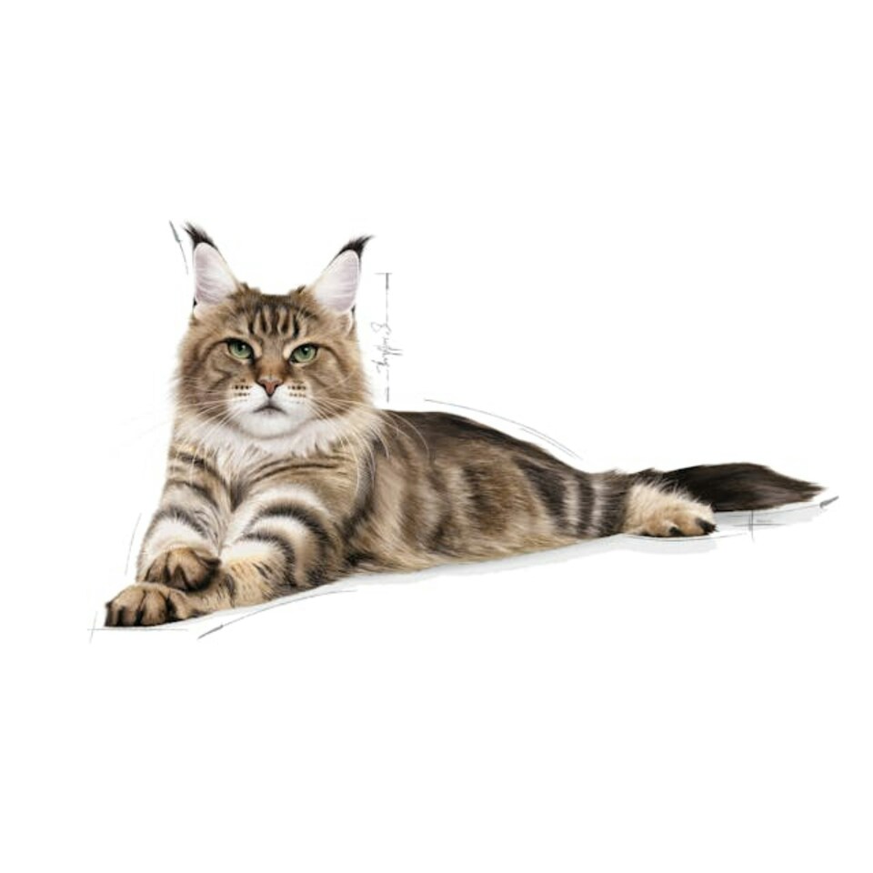 image 1 of Royal Canin Cat Maine Coon Adult - 10KG