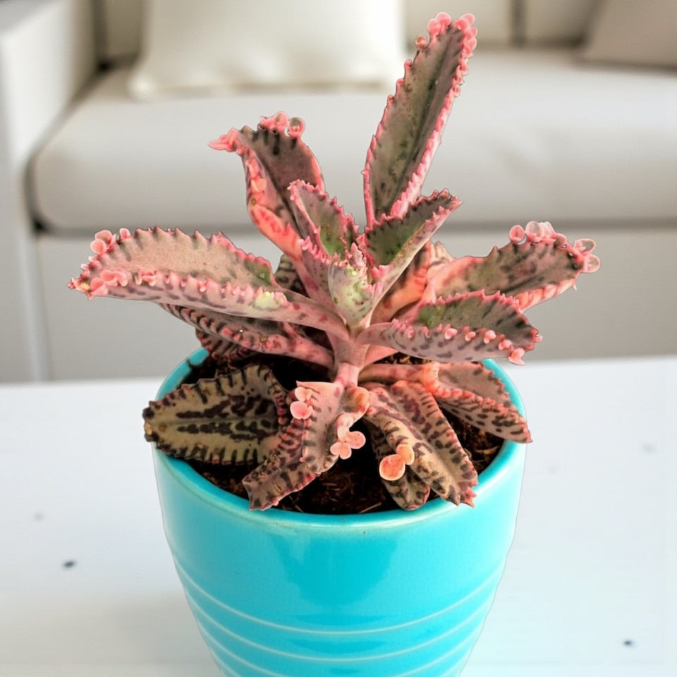 image 1 of 1 x Kalanchoe Pink Butterfly Succulent Indoor Plant in 8.5cm Pot - Rare Mother of Thousands Low Maintenance Decorative Houseplant
