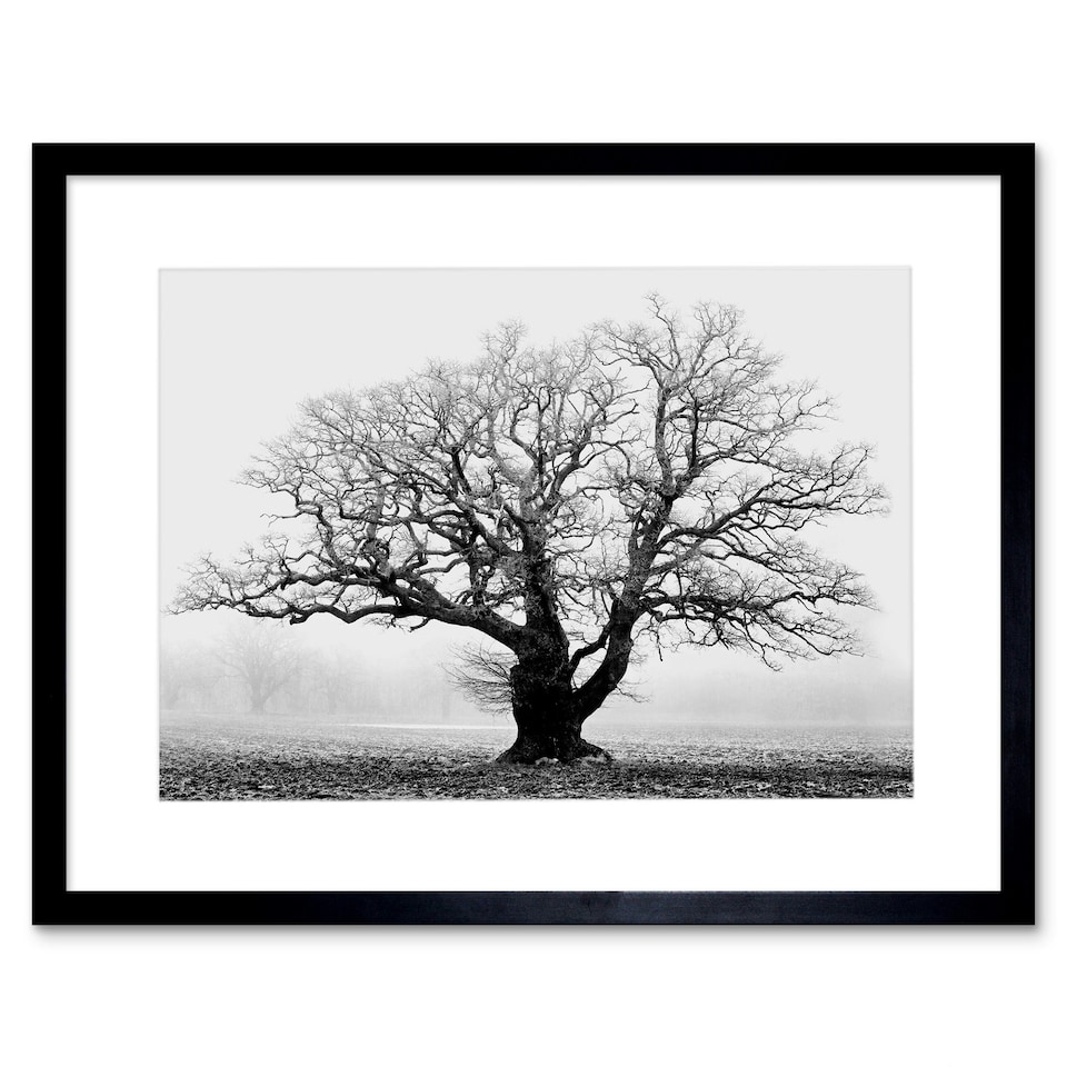 image 1 of Old Oak Tree Black White Mist Fog Photo 12x16" Framed Wall Art Print