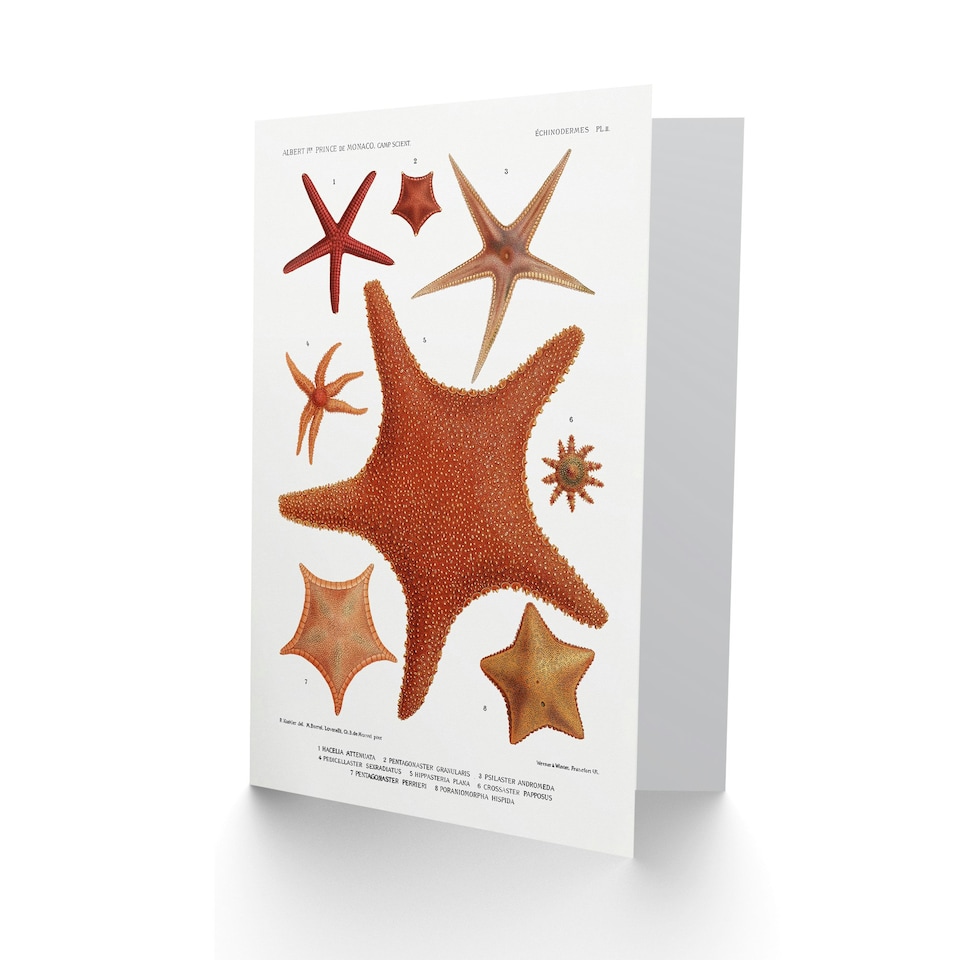 image 1 of Vintage Marine Life Art Card Starfish Species Varieties
