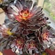image 2 of 2 x Aeonium Arboreum Schwartzkopf in 9cm Pot - House Leek Indoor Houseplant