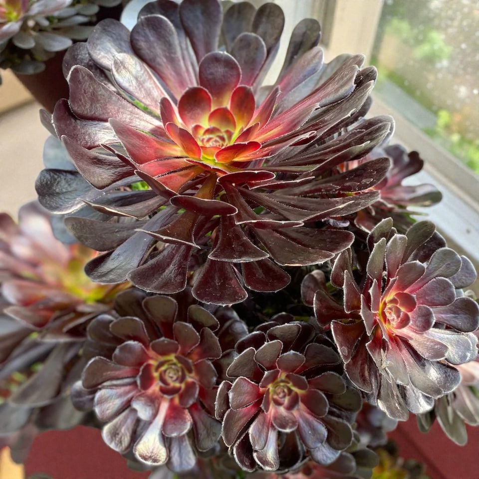 image 1 of 2 x Aeonium Arboreum Schwartzkopf in 9cm Pot - House Leek Indoor Houseplant