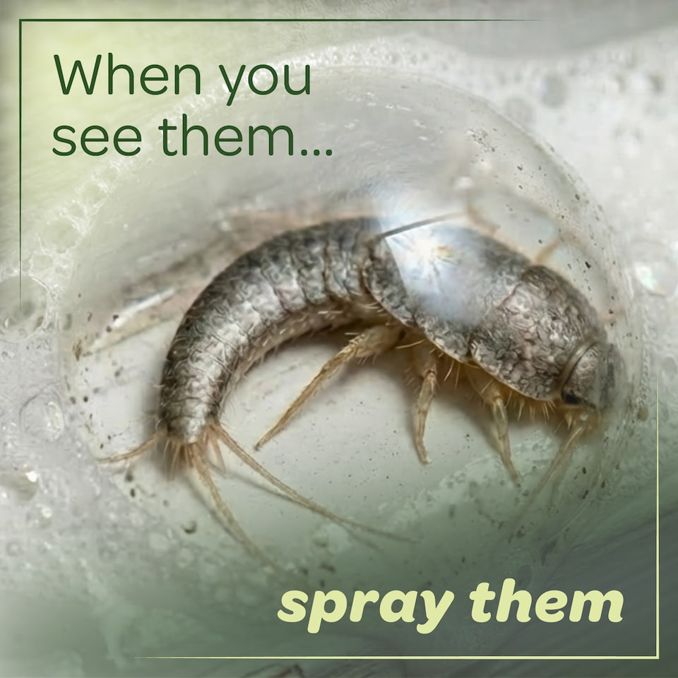 image 1 of Inoscent Flea Spray for the Home (5L with Pressure Sprayer) - For Carpets, Pet Bedding & Soft Furnishings - Pet & Family Safe
