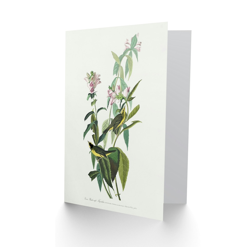 image 1 of John James Audubon Art Card Green Black Capped Flycatcher