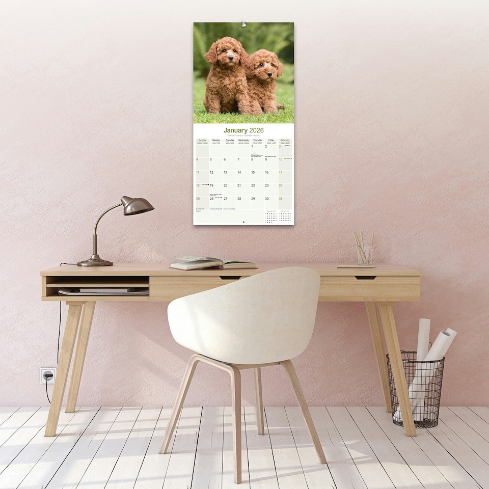 image 1 of Poodle 2026 Calendar | Square Wall Calendar | Dog Breed Gift | Plastic Free Packaging | by Avonside Publishing