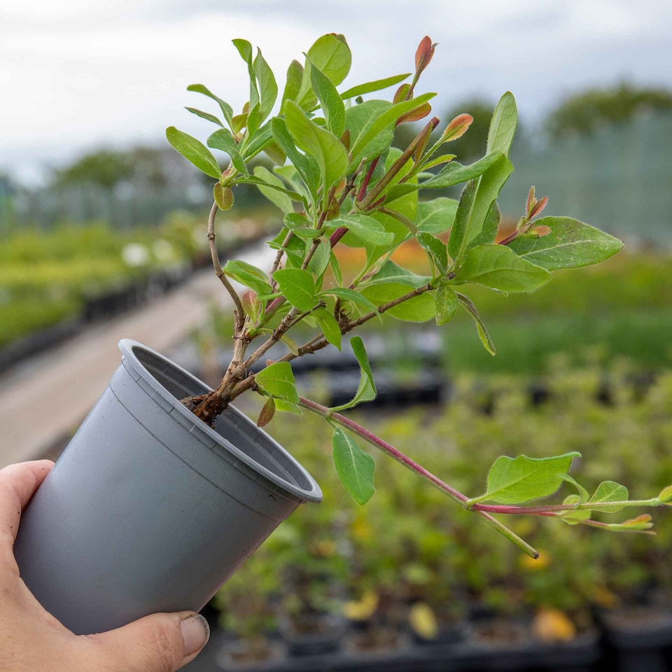 image 1 of Honeysuckle 'Graham Thomas'