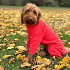 Four Legged Dog Fleece - XL / Coral Red | XL