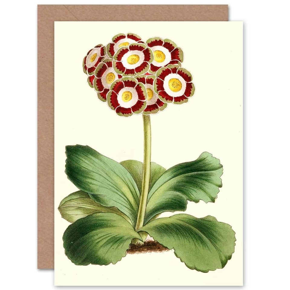 image 1 of Garden Flowers Andrews Auricula Vintage Botanical Art Card