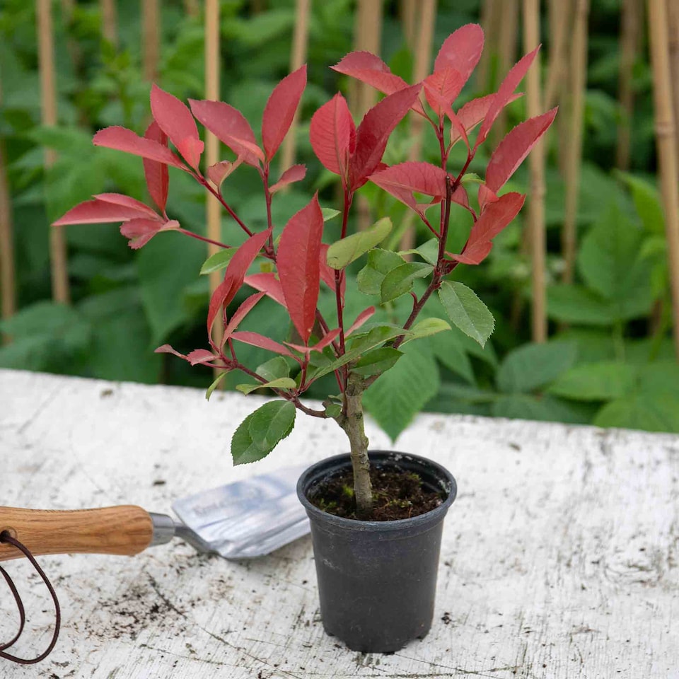 image 1 of Photinia 'Red Robin' 3 x 9cm potted shrub - evergreen with bright red spring foliage