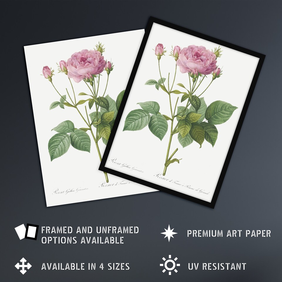 image 1 of Gallic Rose Flower Illustration Redoute Vintage Wall Art Poster Print 12X16"