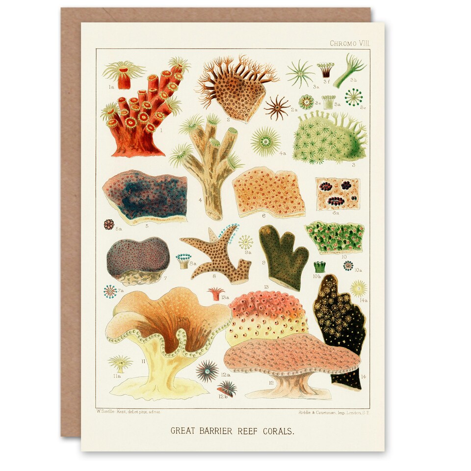 image 1 of William Saville Kent Art Card Great Barrier Reef Corals Illustration
