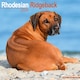 image 1 of Rhodesian Ridgeback 2026 Calendar | Square Wall Calendar | Dog Breed Gift | Plastic Free Packaging | by Avonside Publishing