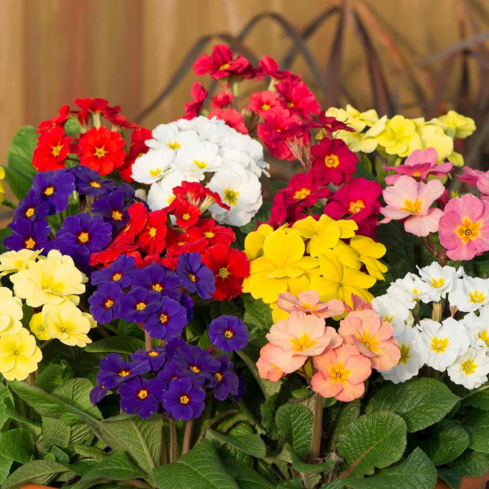 image 1 of Marshalls Garden Polyanthus 'Stella Mix' 6 Garden-Ready Plugs