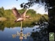 image 2 of Cottage Duck in Flight Copper Weathervane - Quality Wind Vane - H60 x W29 x L33 cm