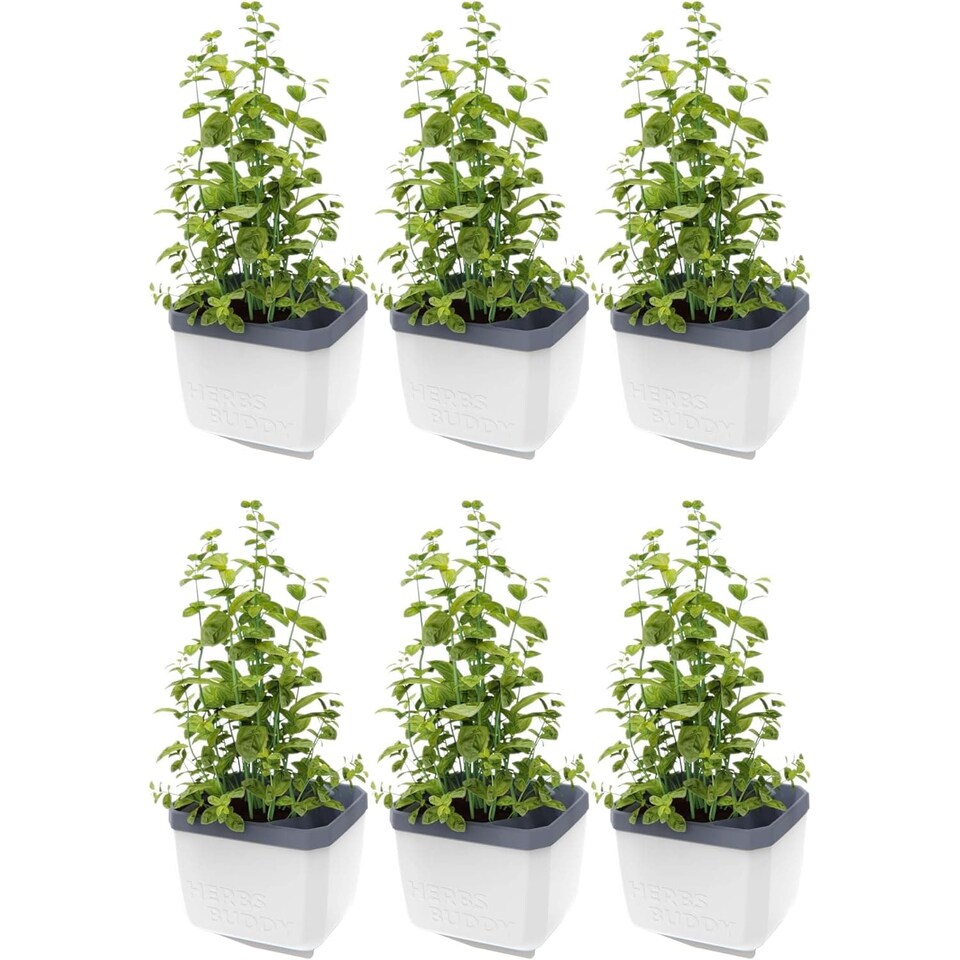 image 1 of GUSTA GARDEN Herbs Buddy Self-Watering Pot & Herb Pot for Kitchen & Windowsill, Ideal for Basil, Water Tank, Water Level Indicator (6 units - white)