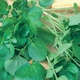 image 2 of Watercress Aqua
