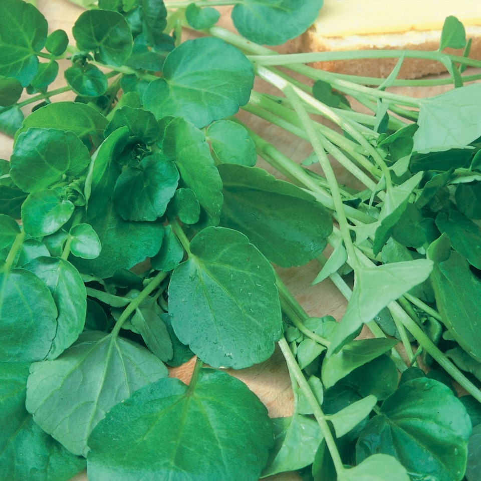 image 1 of Watercress Aqua