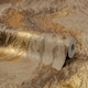 image 4 of Galaxy Metallic Wallpaper in Taupe and Bright Gold | Gold | Gold, Metallic, Neutral | 53cm x 10m