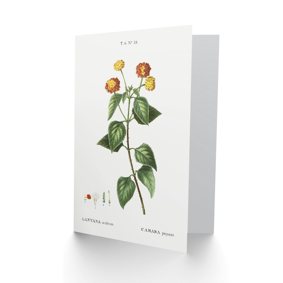 image 1 of Pierre-Joseph Redouté Art Card Lantana Plant Vintage Botanical