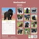 image 2 of Newfoundland 2026 Calendar | Square Wall Calendar | Dog Breed Gift | Plastic Free Packaging | by Avonside Publishing