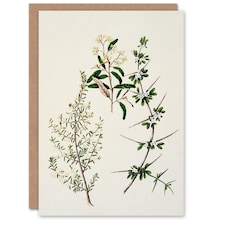 Sarah Featon Art Card New Zealand Pomaderris Edgerleyi Plant