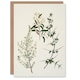 image 1 of Sarah Featon Art Card New Zealand Pomaderris Edgerleyi Plant