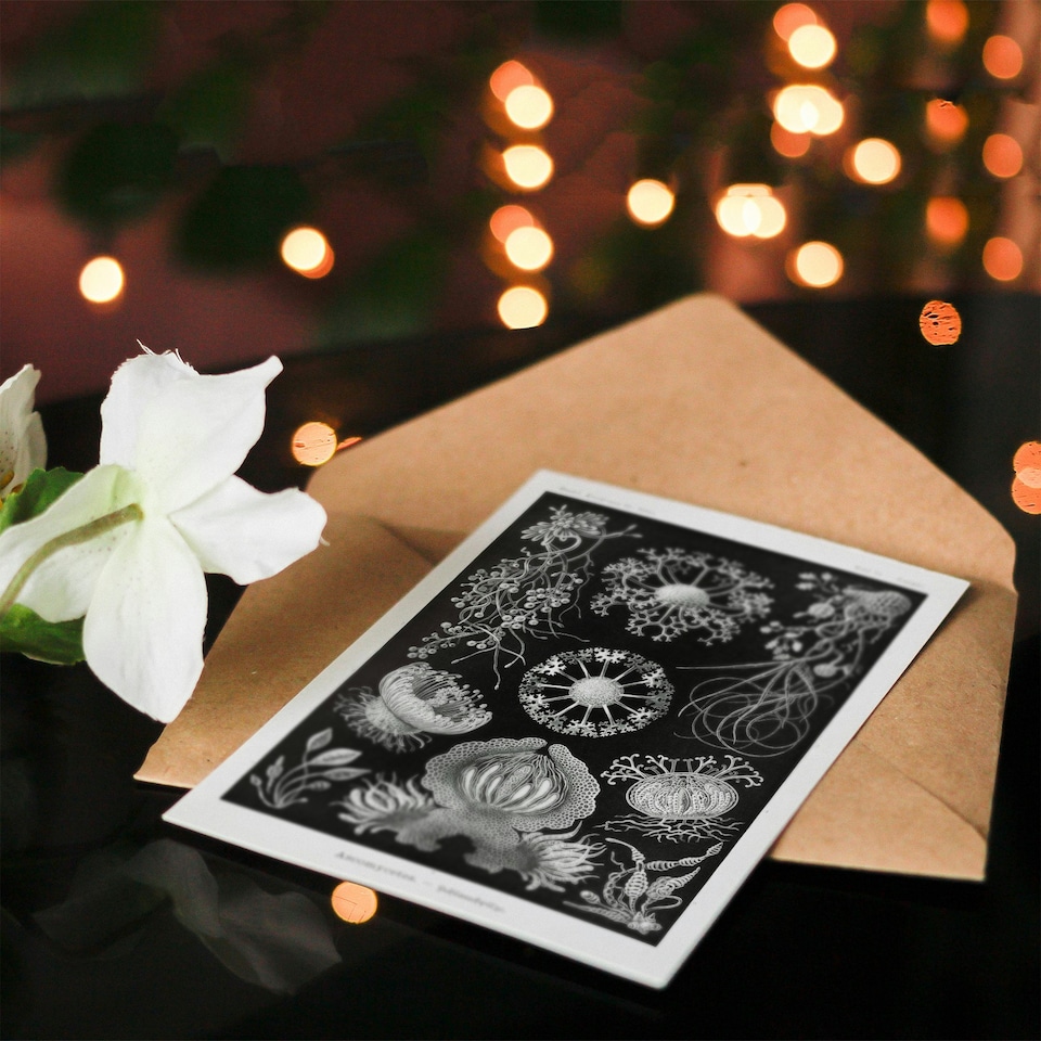 image 1 of Ernst Haeckel Art Card Ascomycetes Fungi Species Vintage