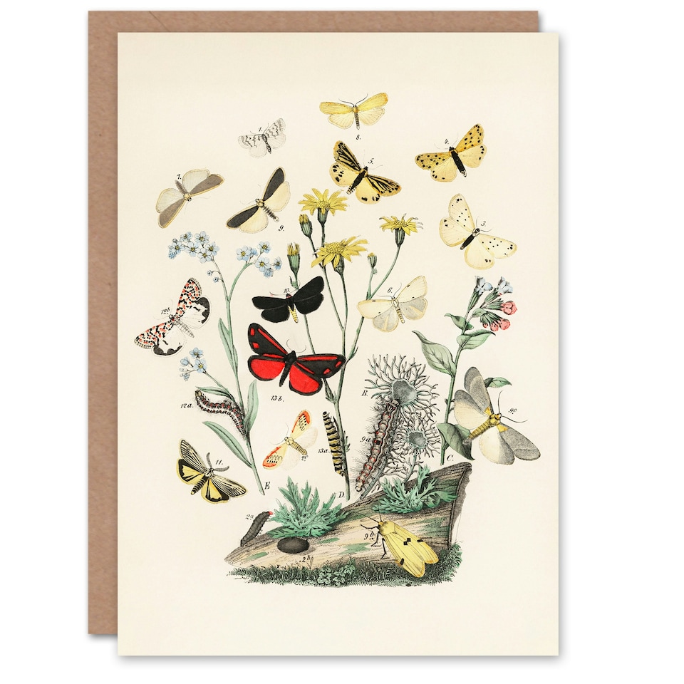 image 1 of William Forsell Kirby Art Card Small Butterflies Caterpillars