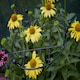 image 5 of Pack of 2 Tom Chambers Cottage Heavy Duty Black Metal Steel Herbaceous Garden Plant Support Grow Through Small 60cm x 35cm