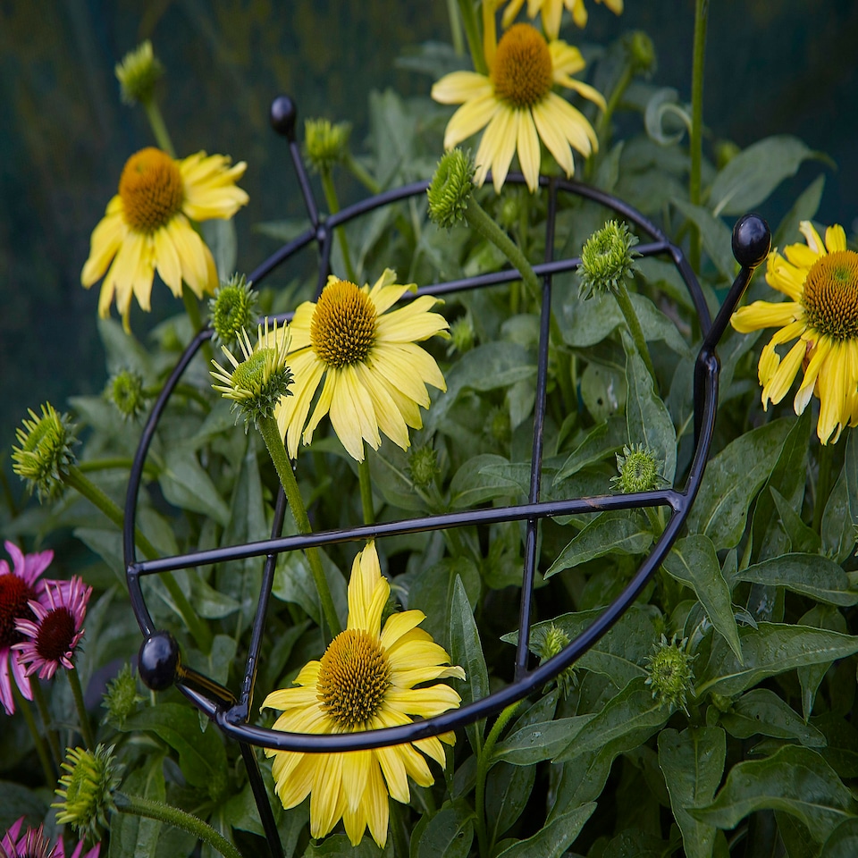 image 1 of Pack of 2 Tom Chambers Cottage Heavy Duty Black Metal Steel Herbaceous Garden Plant Support Grow Through Small 60cm x 35cm