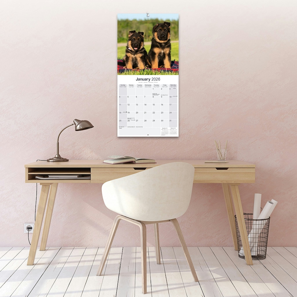 image 1 of German Shepherd 2026 Calendar | Square Wall Calendar | Dog Breed Gift | Plastic Free Packaging | by Avonside Publishing