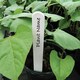 image 2 of Garland Plant Labels Plastic Outdoor Pack of 50 Durable 10cm (4")