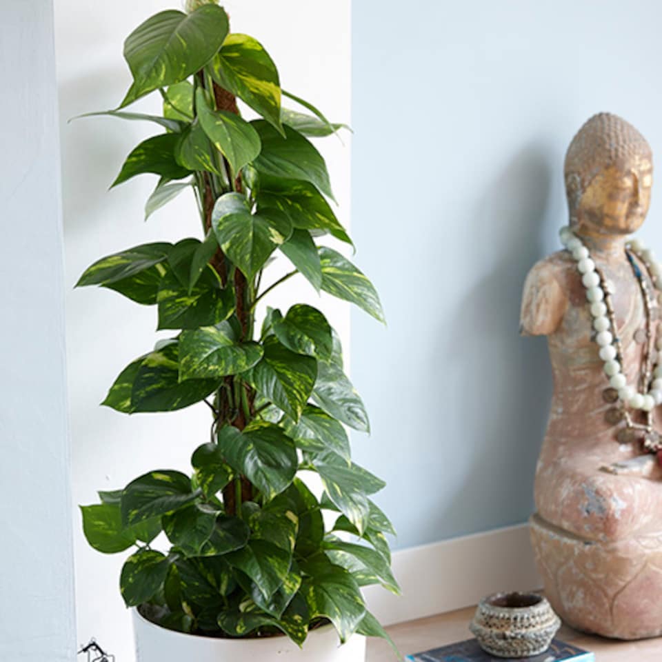 image 1 of Epipremnum pinnatum 'Aureum' in a 12 cm Pot - Devils Ivy Supplied as a Established Plant - Hanging House Plants for Indoor Office