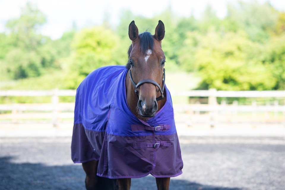 image 1 of eQuitack 600D Waterproof Horse Turnout Rug 0g No Fill Regular Neck Purple/Plum 5'9''