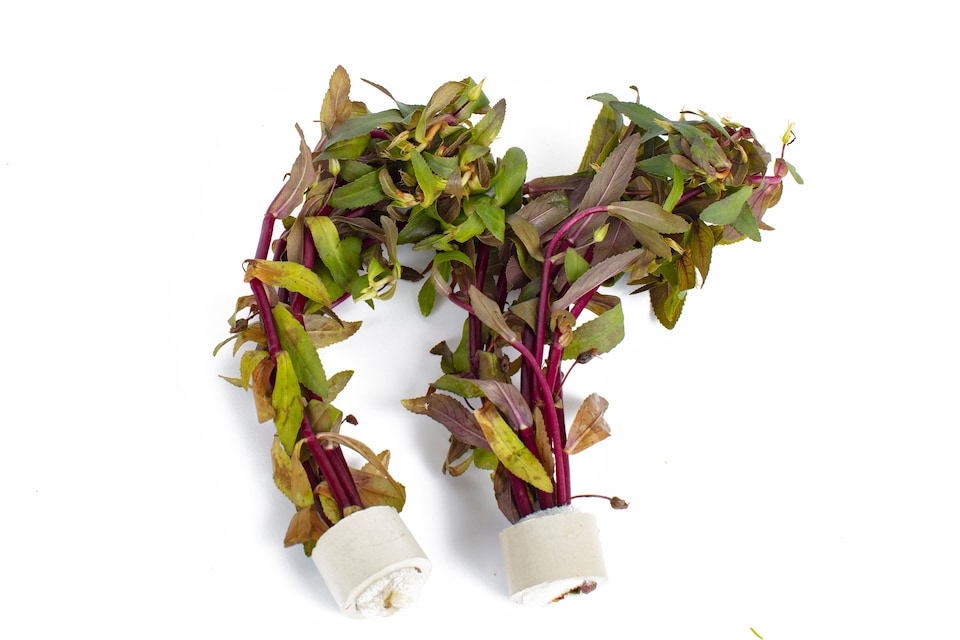 image 1 of Limnophila aquatica - Live Aquarium Plant for Midground Planting, No CO2 Needed - Fish Tank Plant