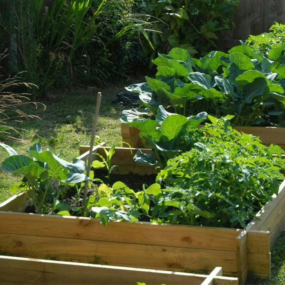 image 1 of Primrose Chamberlain Rectangular Wooden Raised Grow Bed 248L